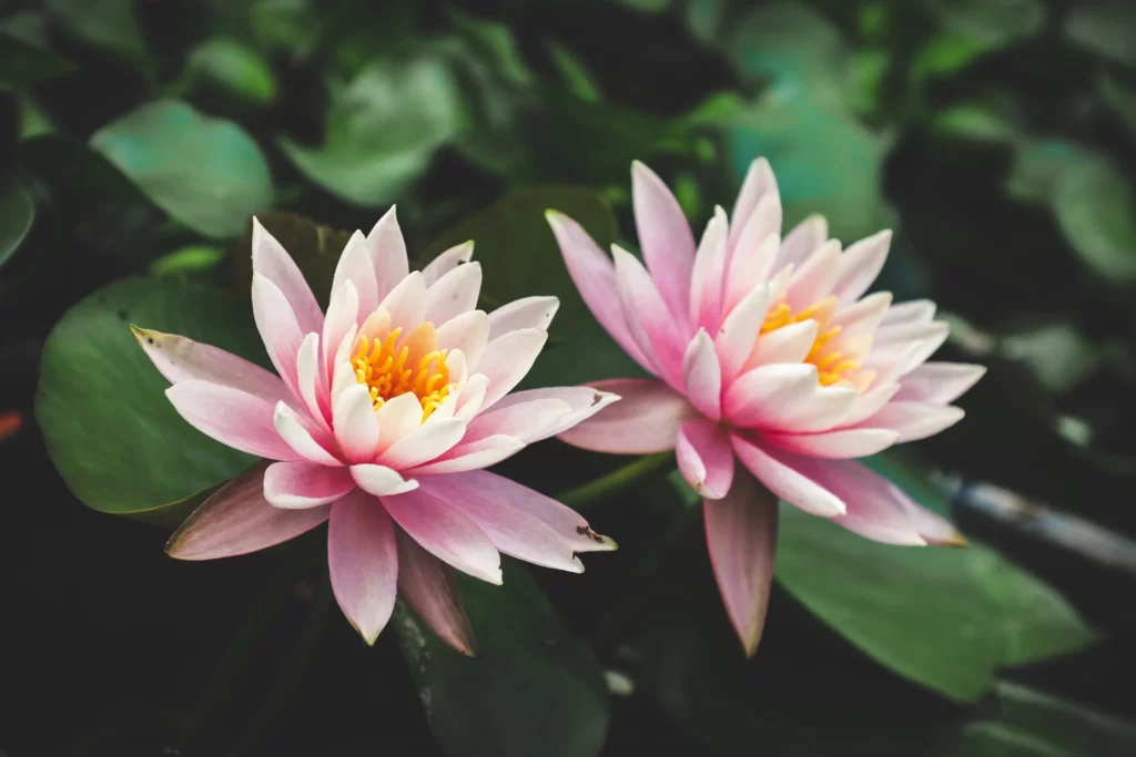 Pink Water Lily Petals Yellow Center Green gray Leaves