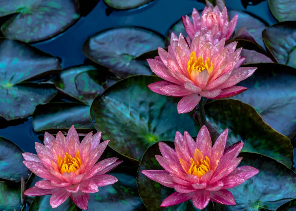Pink Water Lily Petals Yellow Center Green gray Leaves