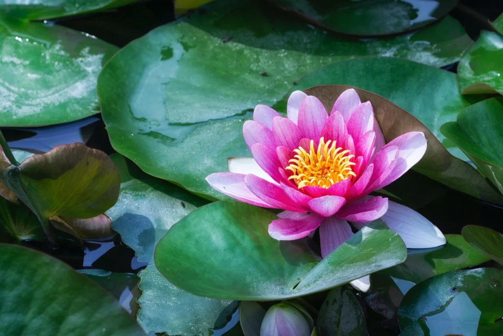 Pink Water Lily Petals Yellow Center Green gray Leaves