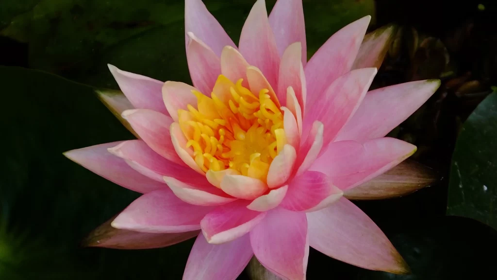 Pink Water Lily Petals Yellow Center