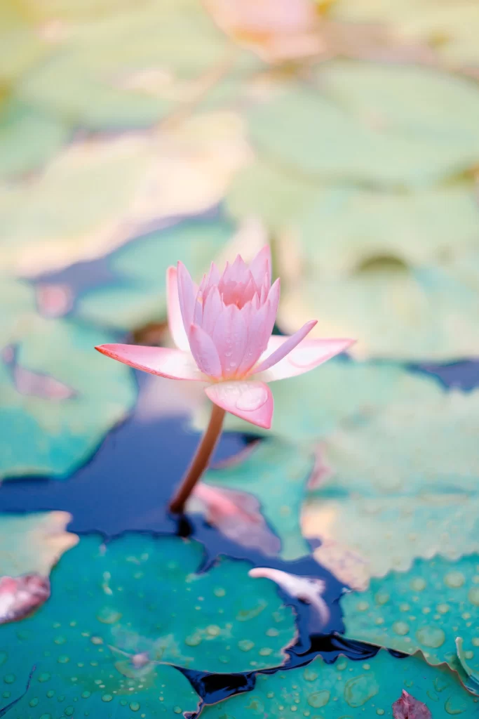 Pink Waterlily Petals Dewdrops Green Leaves