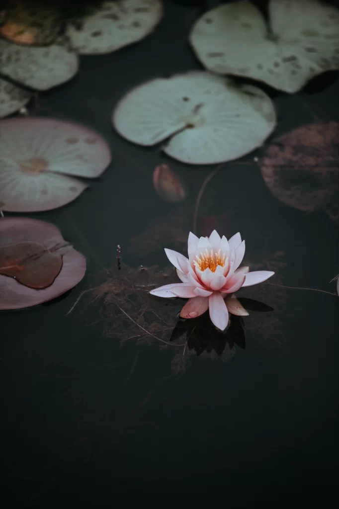 Pink Waterlily Petals Yellow Center Lily Pads