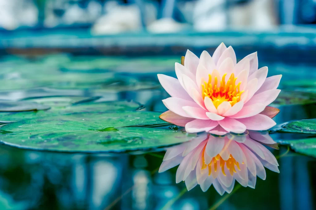 Pink Waterlily Petals Yellow Center Reflection