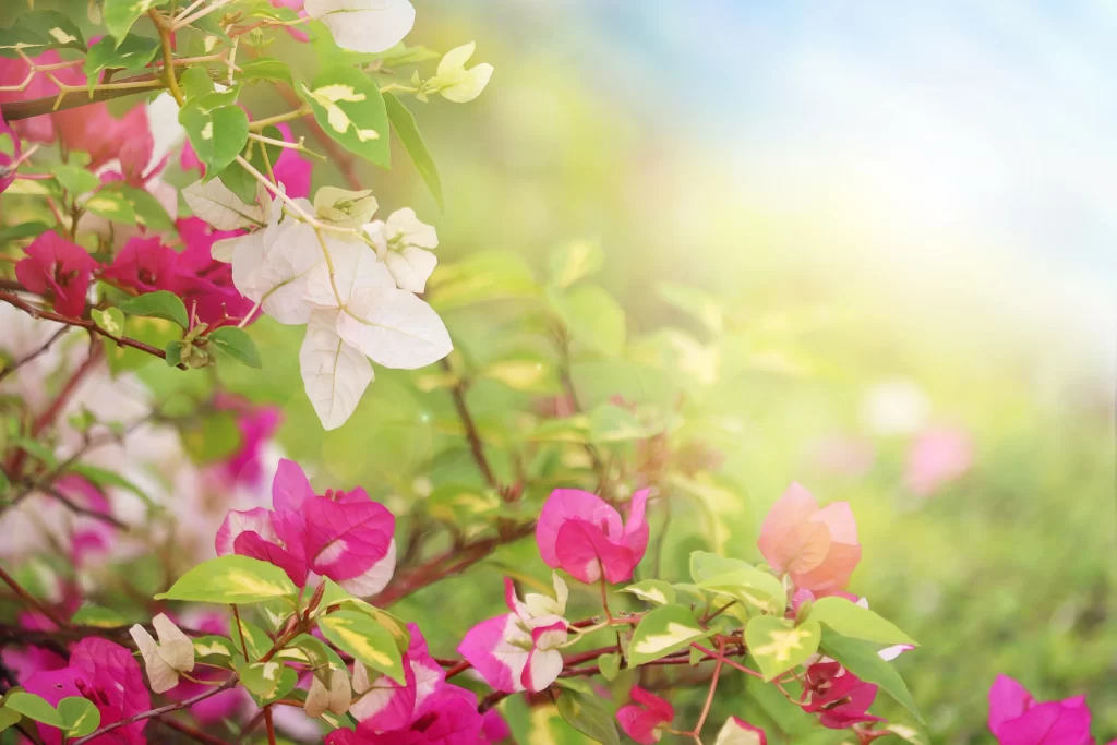 Pink White Bougainvillea Petals Leaves Green
