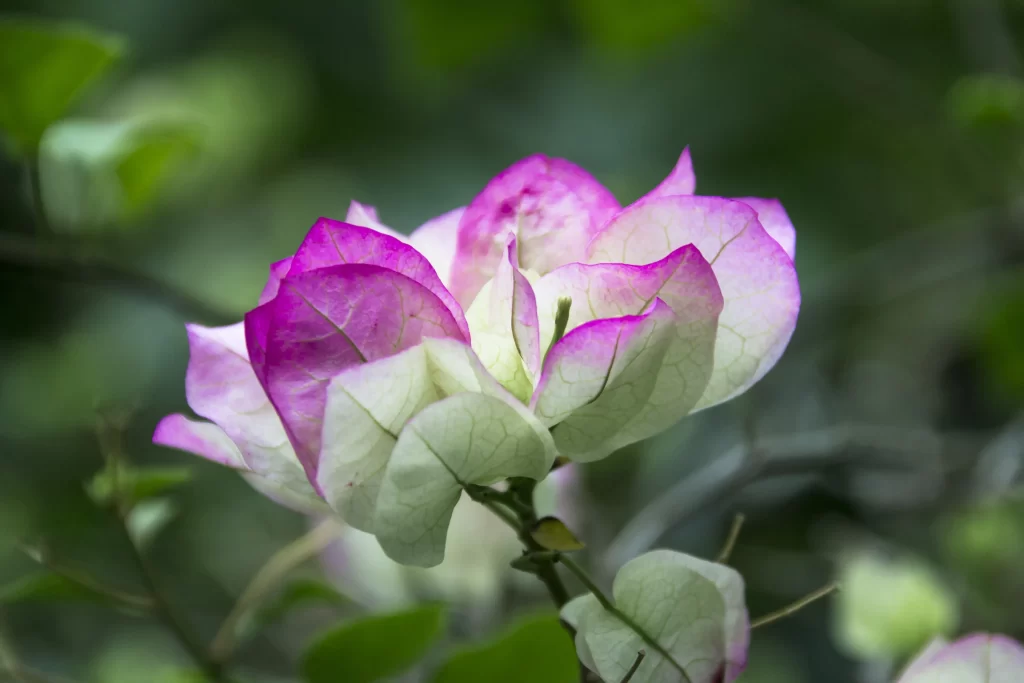 Pink White Bougainvillea Petals Veins Nature