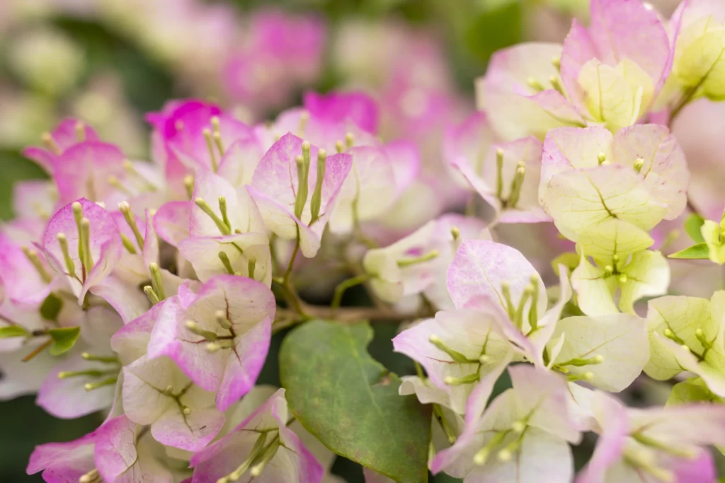 Pink White Bougainvillea Petals Stamen Green Leaves
