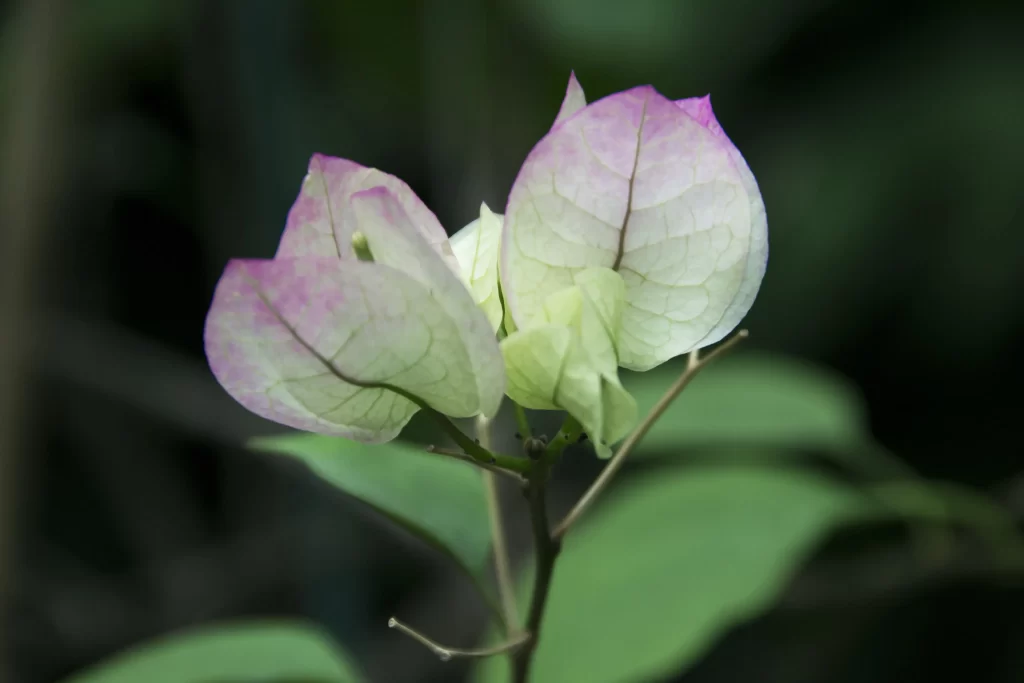 Pink White Bougainvillea Petals Veins