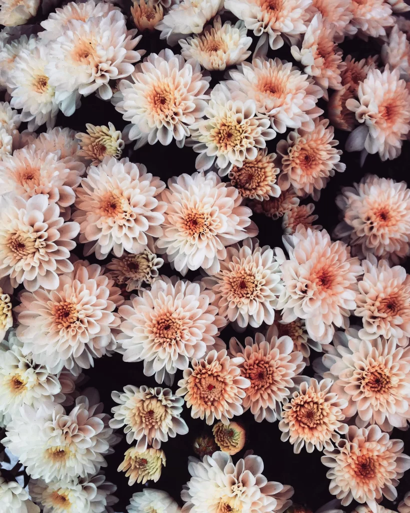Pink White Chrysanthemum Petals Dense Layered