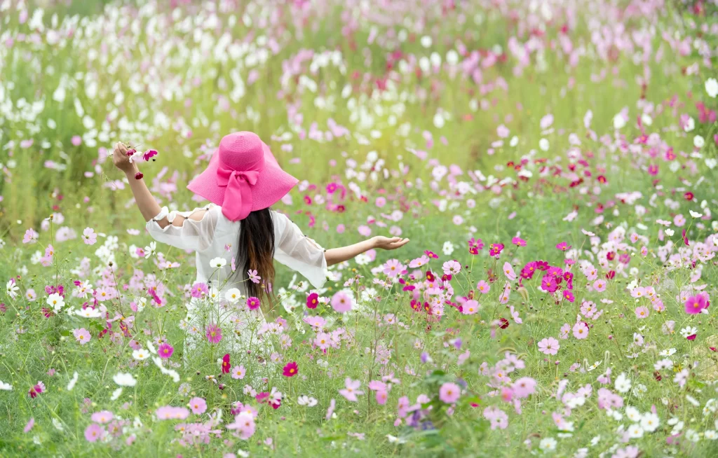 Pink White Cosmos Field Blooms