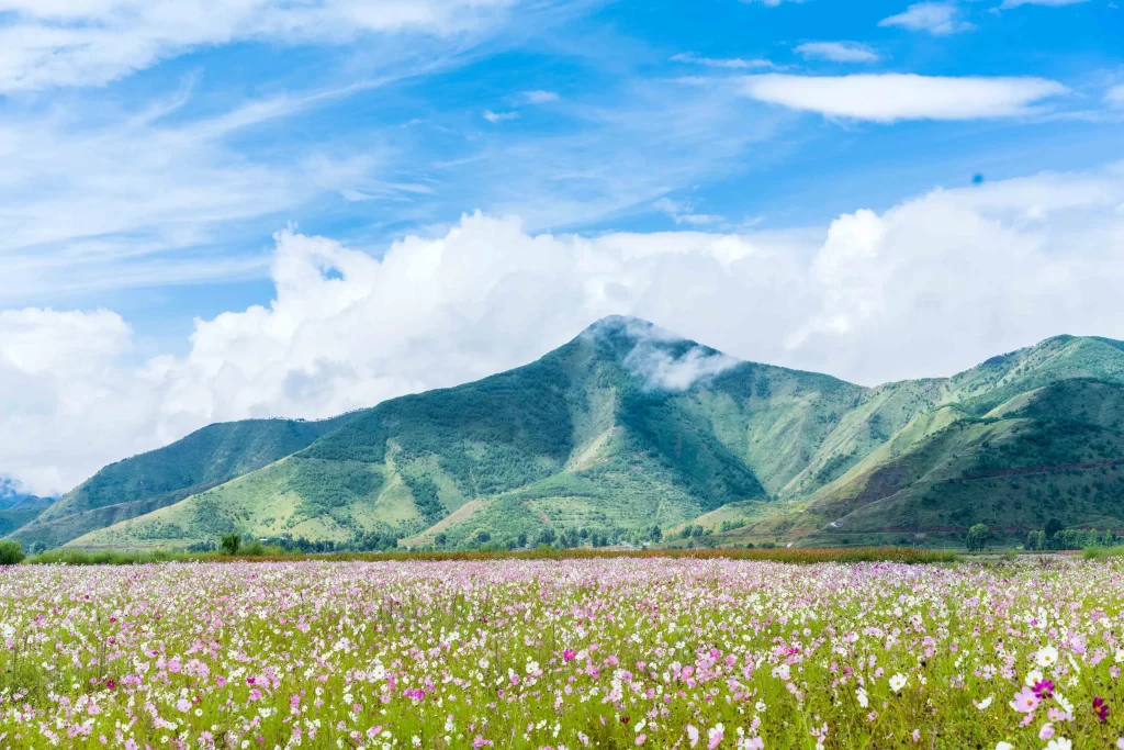 Pink White Cosmos Field Mountain Sky