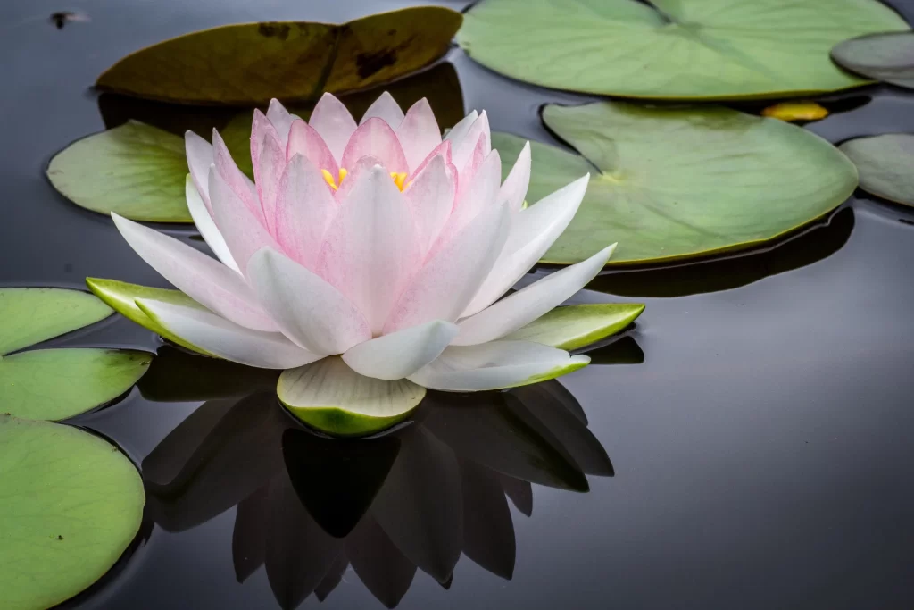 Pink White Lily Petals Yellow Center Green Leaves Reflection