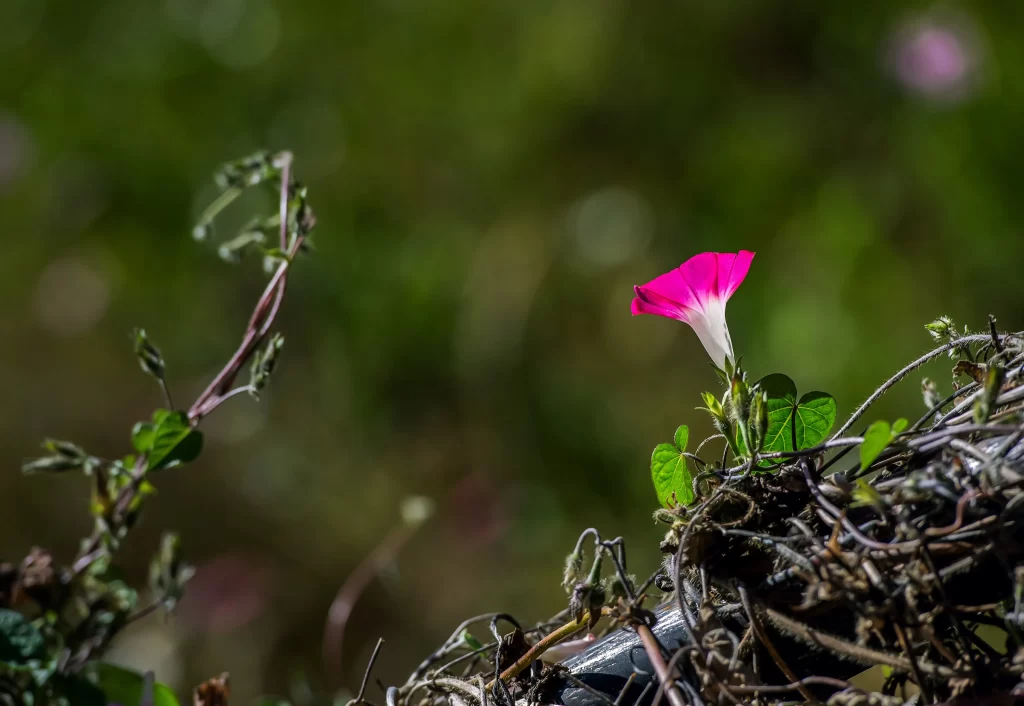 Pink White Morning Glory Petals Vine