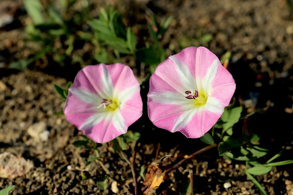 Pink White Morning Glory Petals Blooming