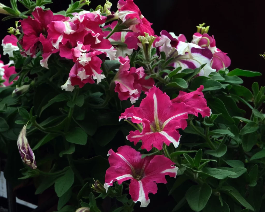 Pink White Petals Blooming