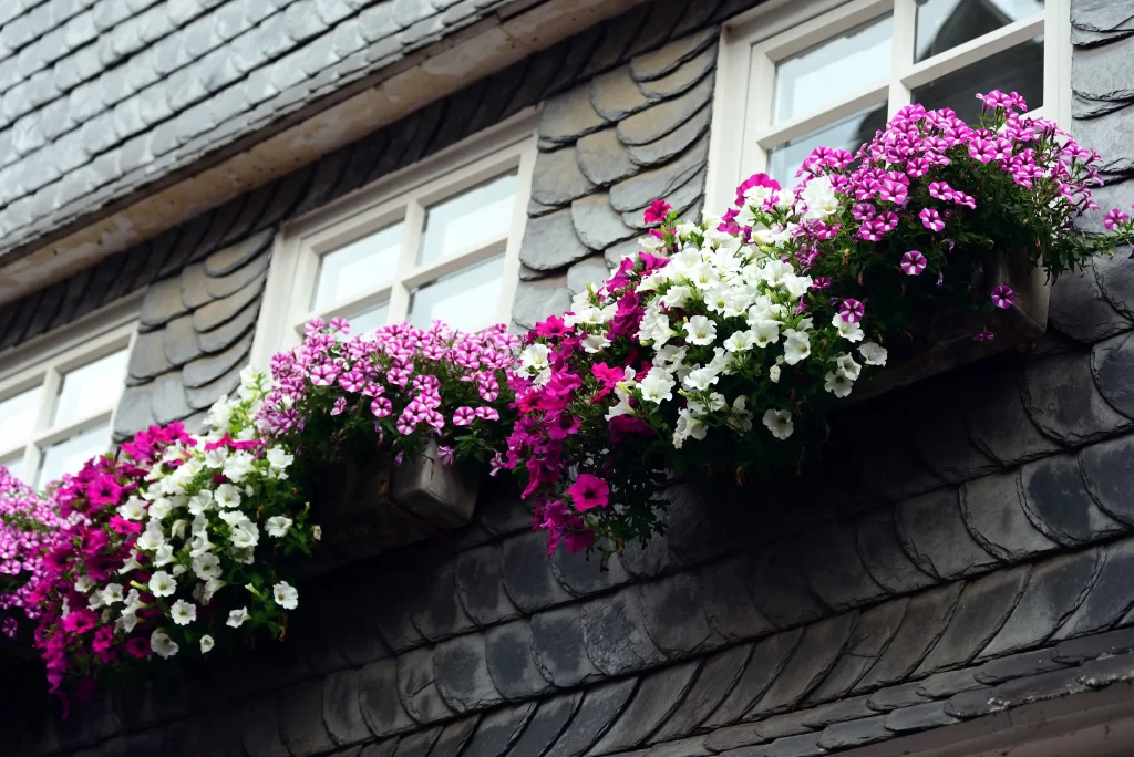 Pink White Petals Blooming Window