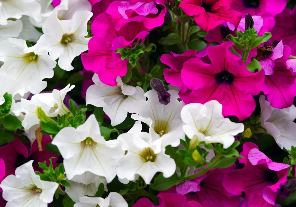Pink White Petals Blooms warm Garden