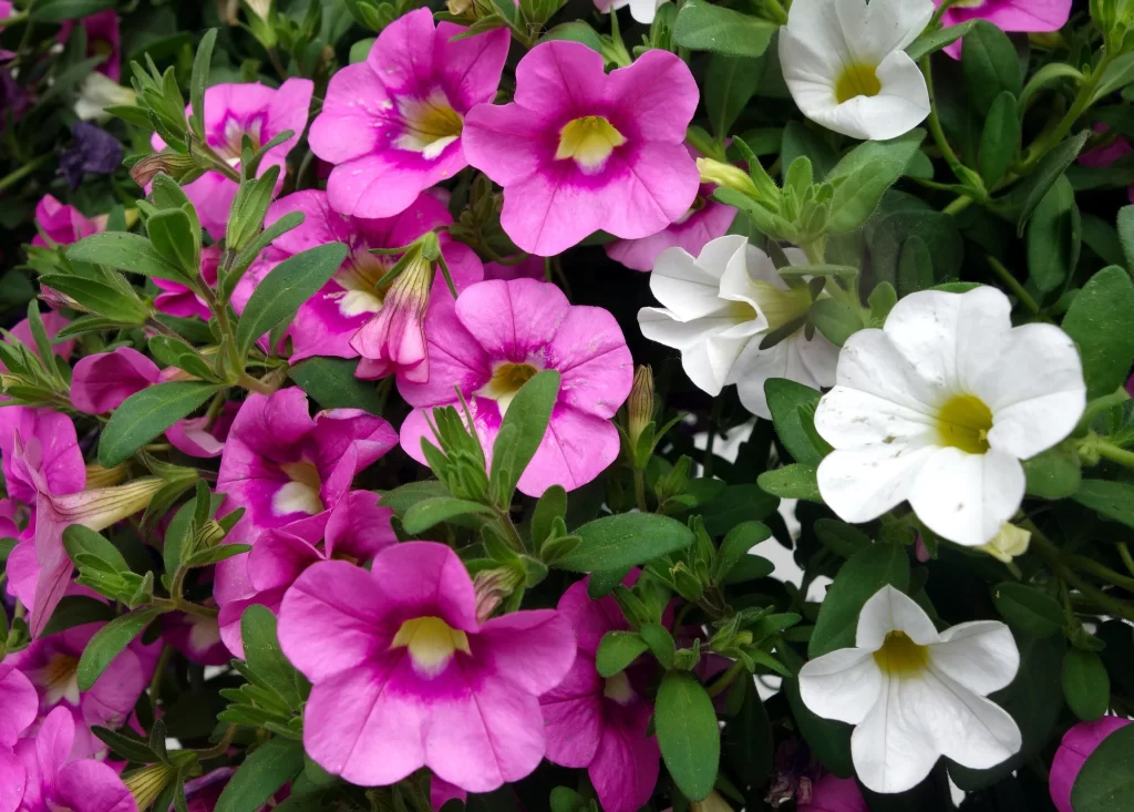 Pink White Petals Blooms gray Garden
