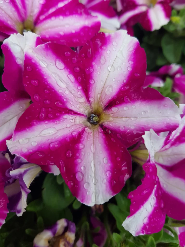 Pink White Petals Dewdrops Morning Glory
