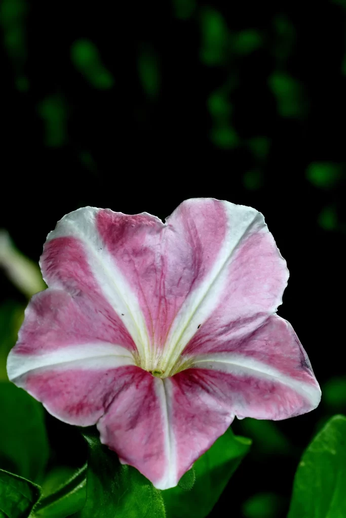 Pink White Petals Morning Glory Bloom