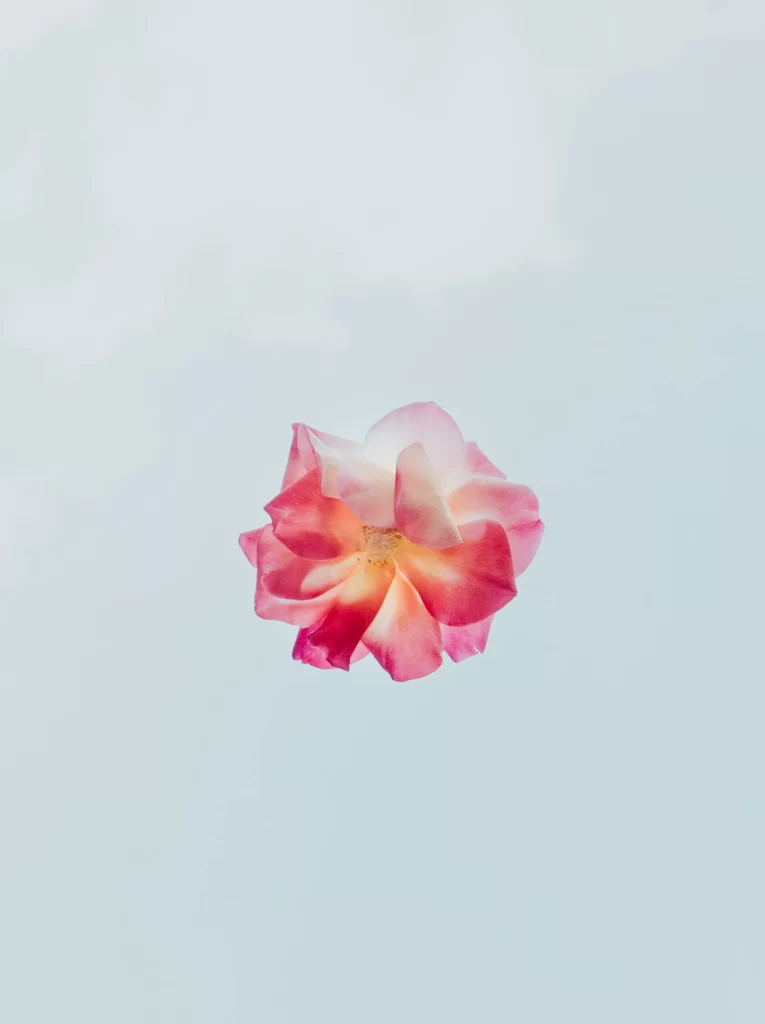 Pink White Petals Rose Center