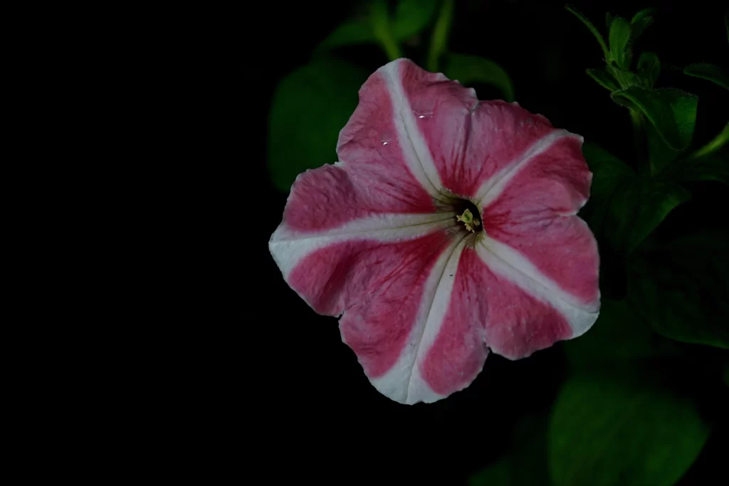 Pink White Petals Spiral dark Center