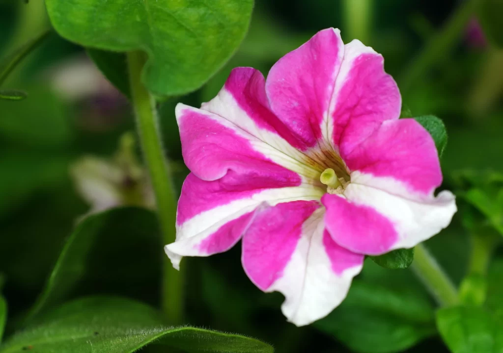 Pink White Petals Spiral gray Center