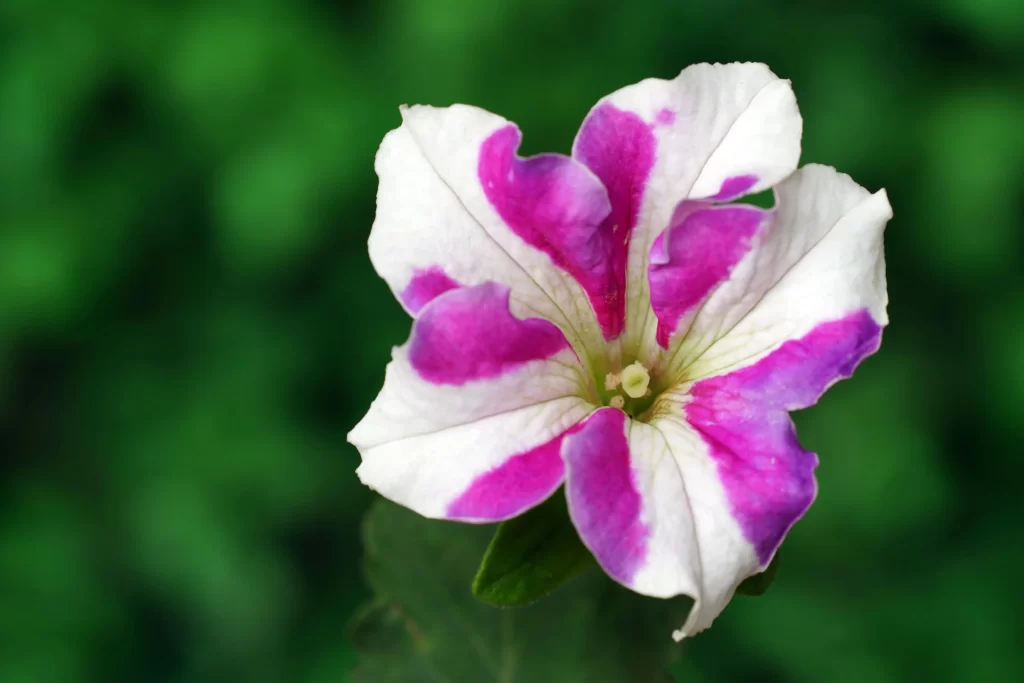 Pink White Petals Spiral gray Center
