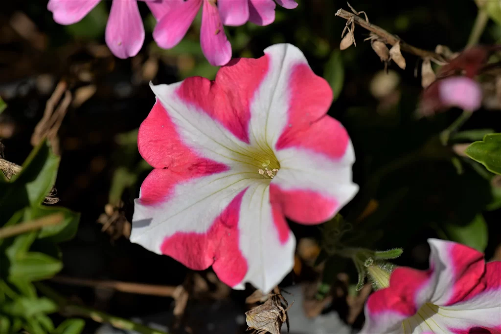 Pink White Petals Spiral gray Center
