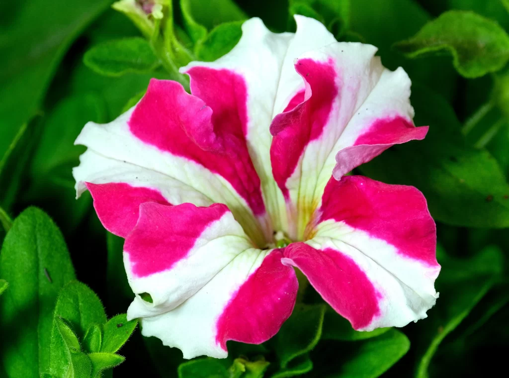 Pink White Petals Stripes Spiral Shape