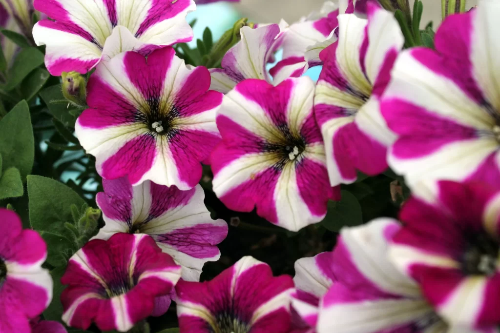 Pink White Petals Stripes Blooming