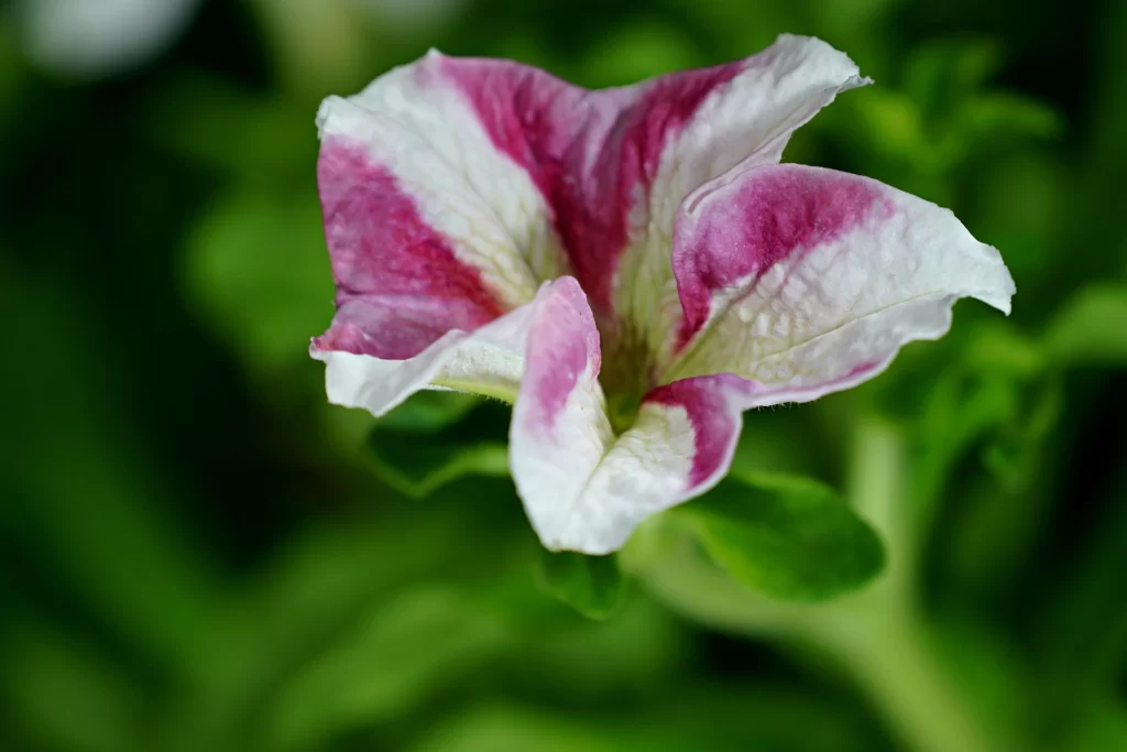 Pink White Petals Stripes Morning Glory