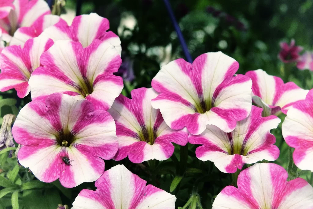 Pink White Petals Stripes Vibrant Blooming