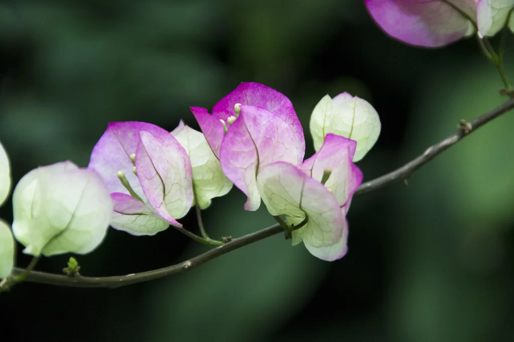 Pink White Petals Veins gray Branch