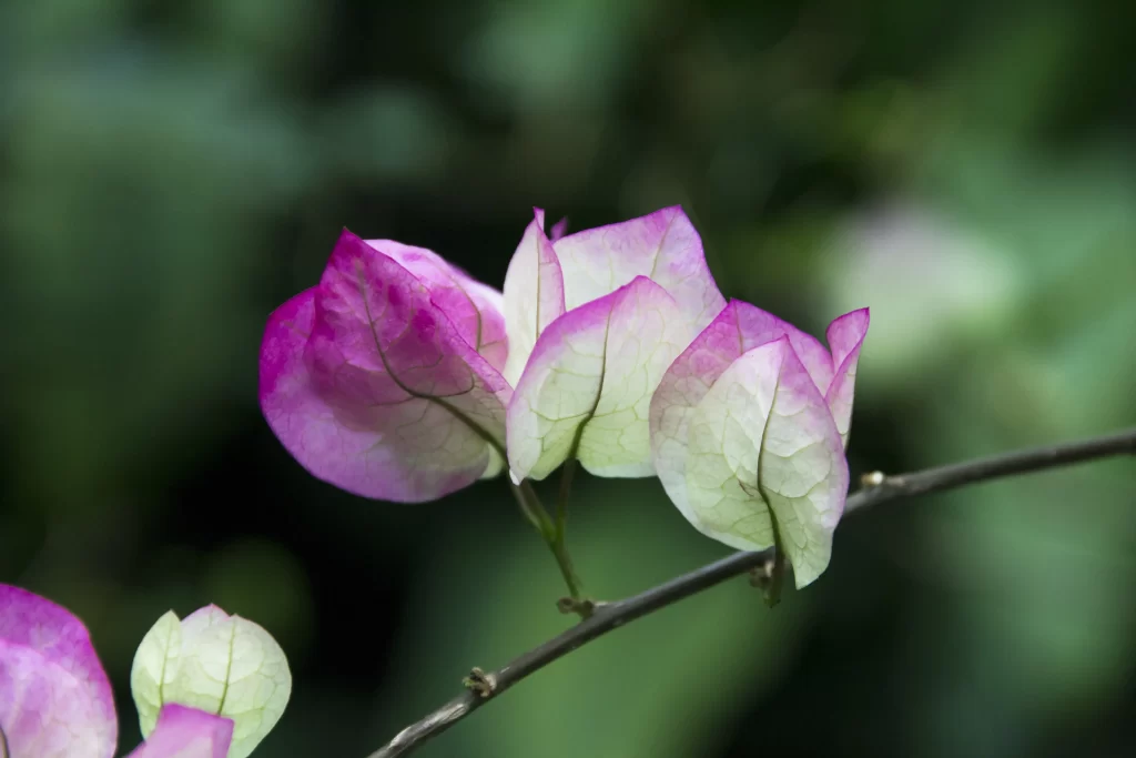 Pink White Petals Veins gray Branch