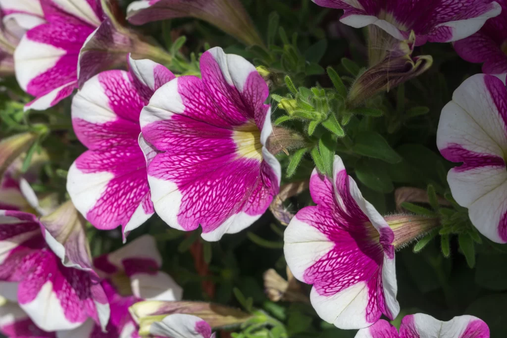 Pink White Petals Veins warm Blooming