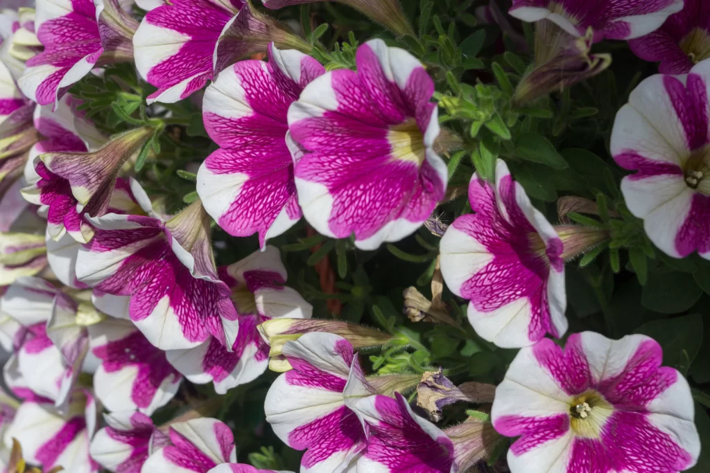 Pink White Petals Veins warm Blooming