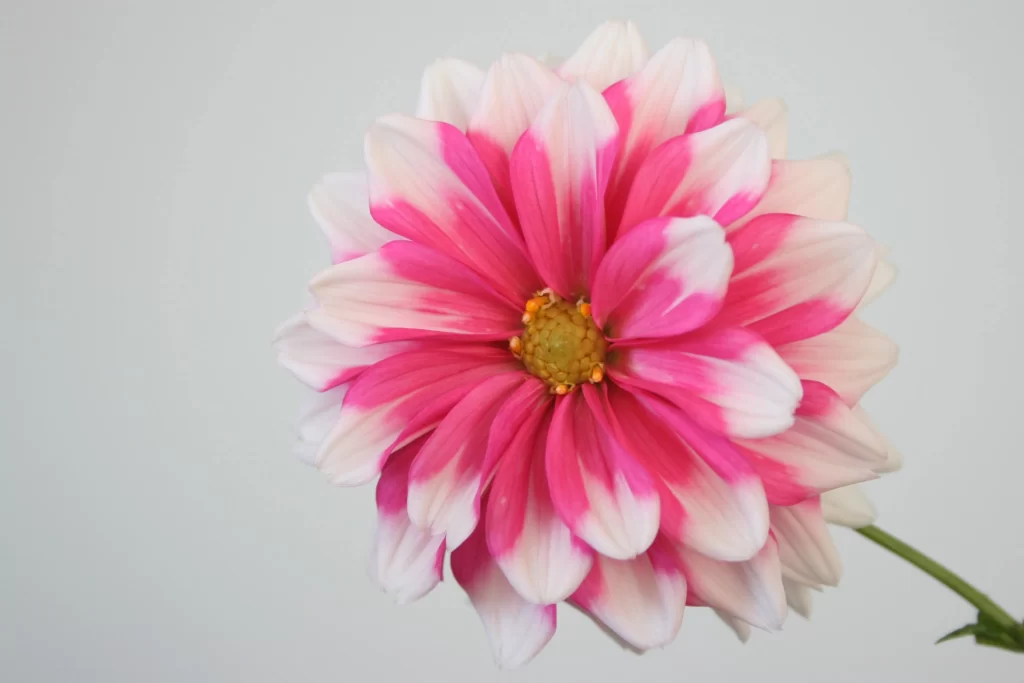 Pink White Petals Yellow Center