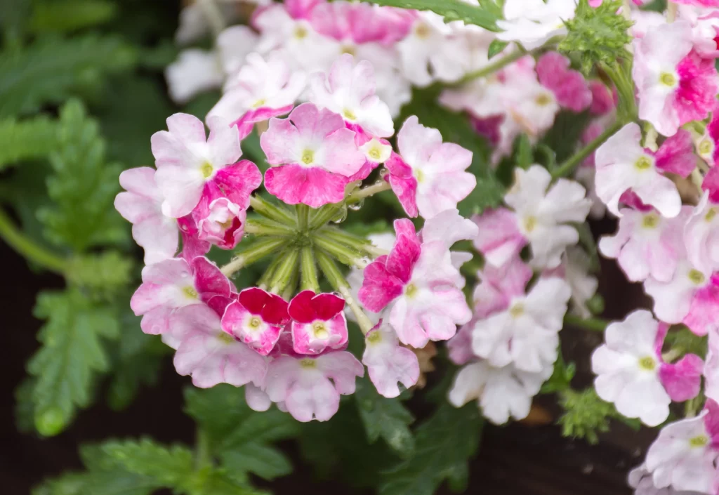 Pink White Primrose Petals Blooms Green Leaves