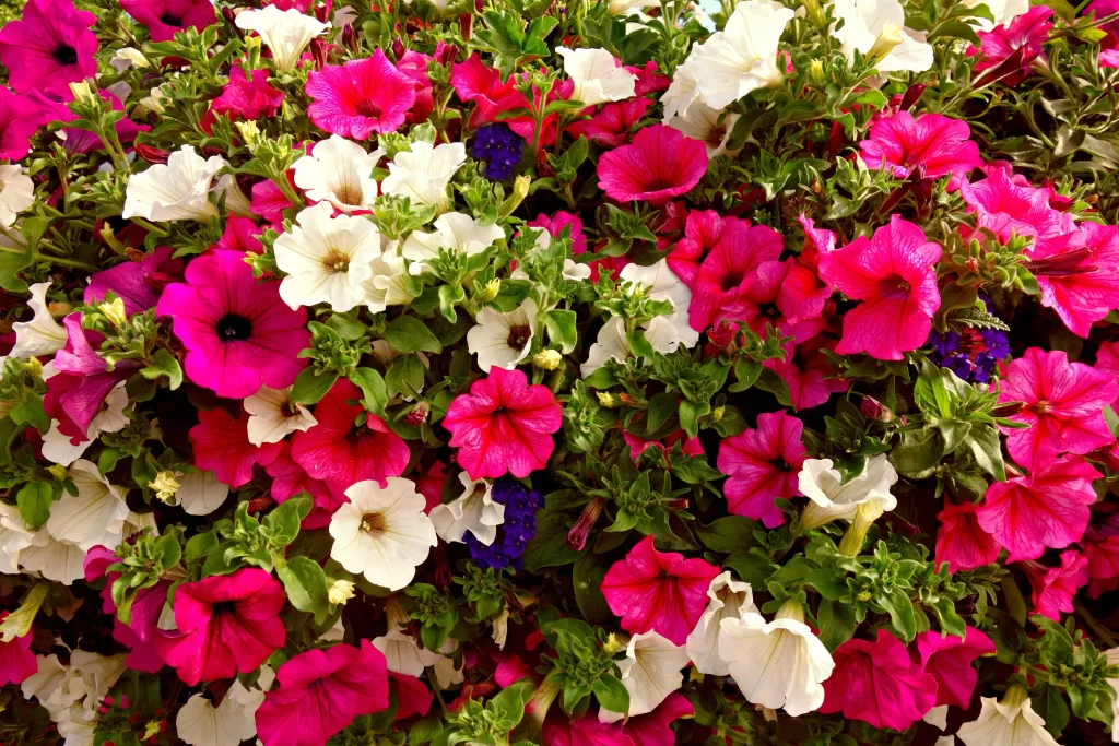 Pink White Purple Blue Petals Leaves