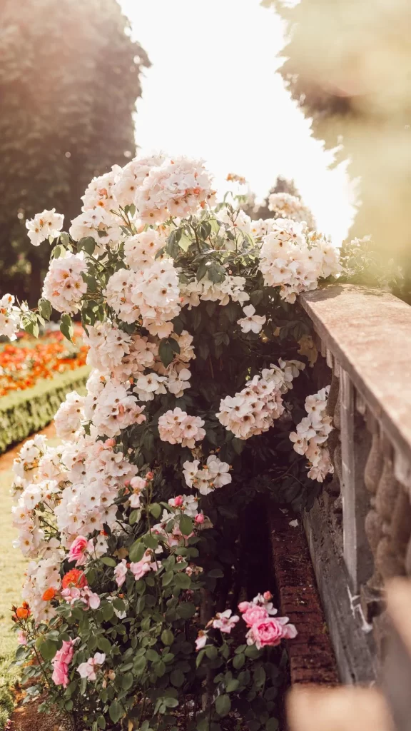Pink White Rose Bush Petals Sunlight