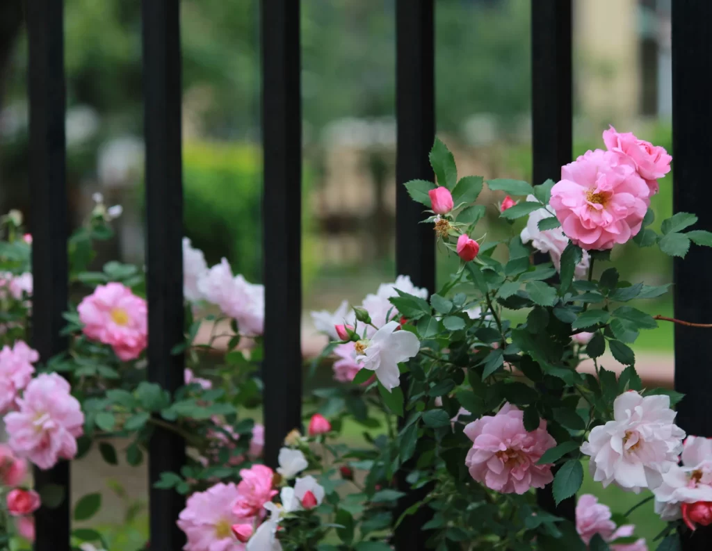 Pink White Rose Petals Blooming Green Leaves