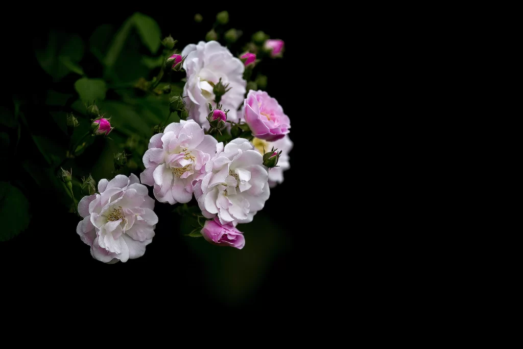 Pink White Rose Petals Bud Green