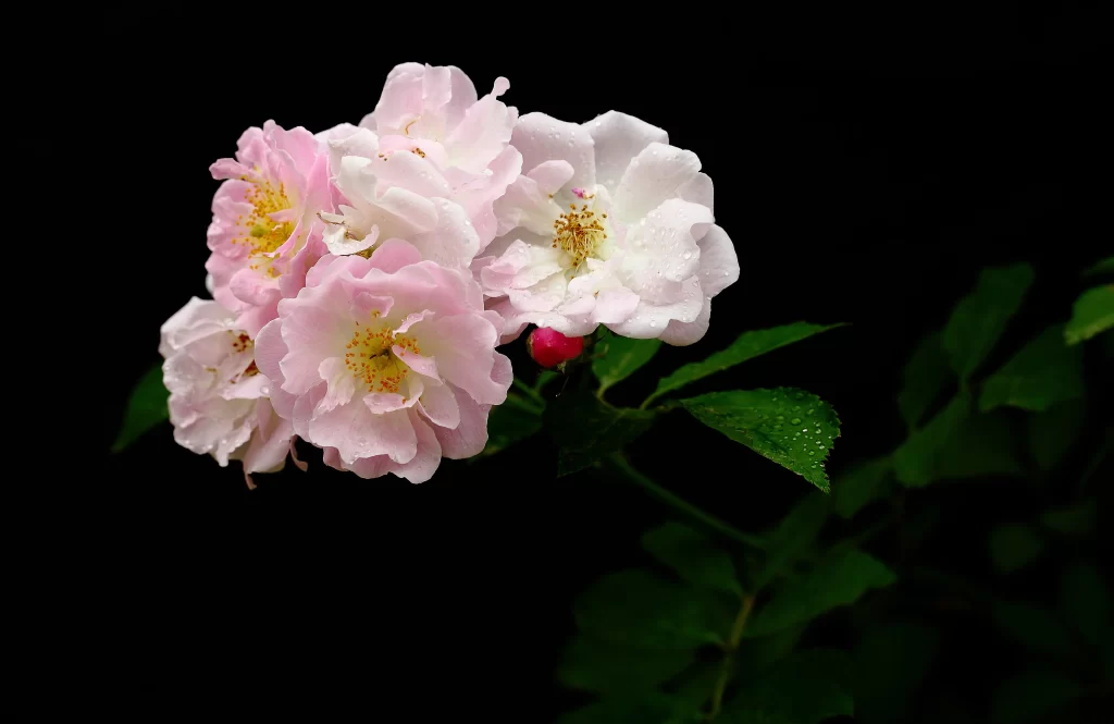 Pink White Rose Petals Dewdrops Green Leaves