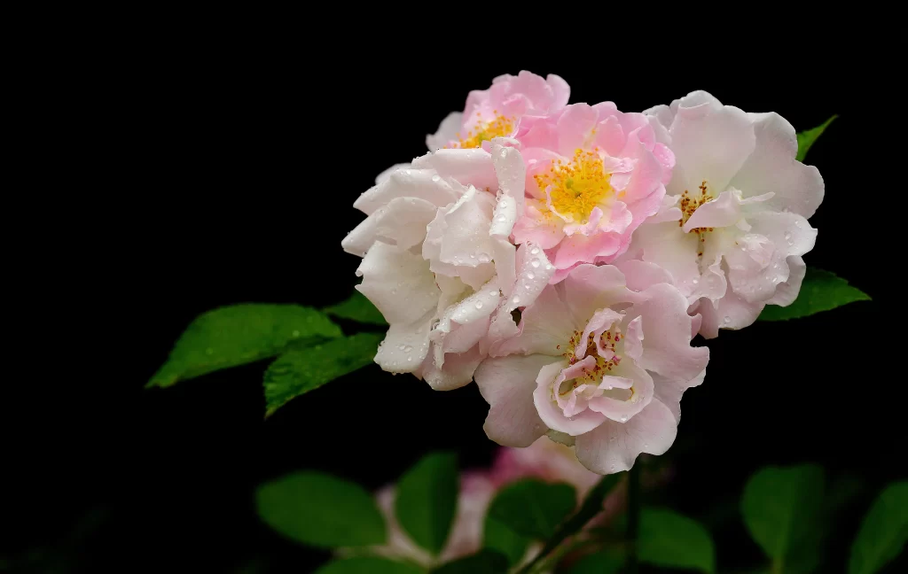 Pink White Rose Petals Dewdrops Yellow Center