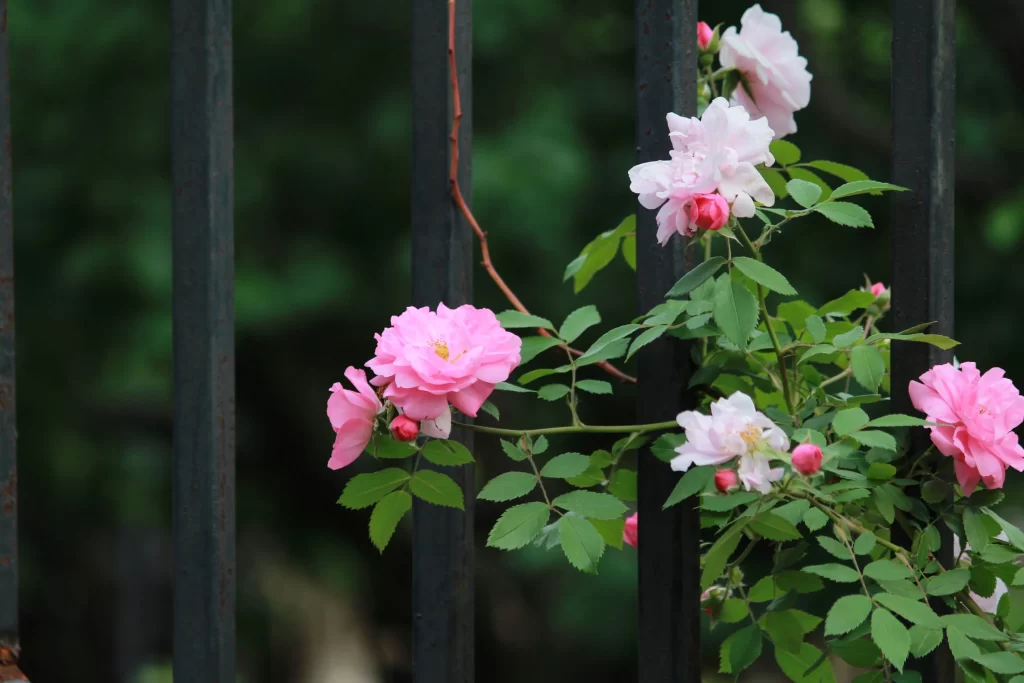 Pink White Rose Petals Green Leaves