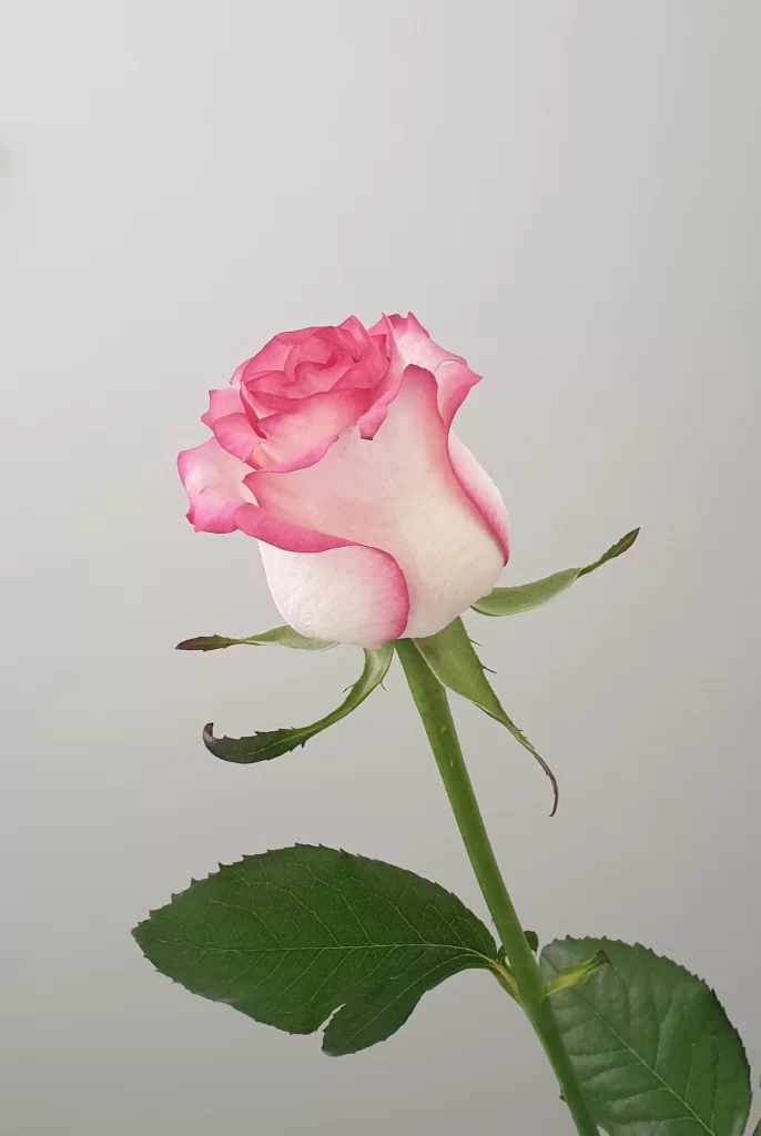 Pink White Rose Petals Leaves Stem