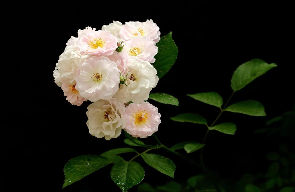 Pink White Rose Petals Yellow Center Green dark Leaves