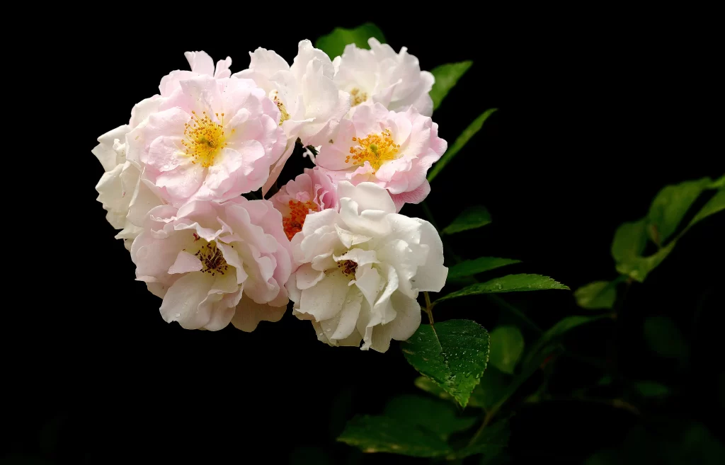Pink White Rose Petals Yellow Center Green dark Leaves