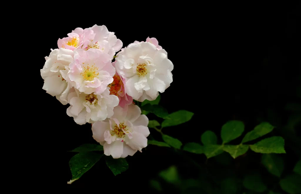 Pink White Rose Petals Yellow Stamens Green Leaves