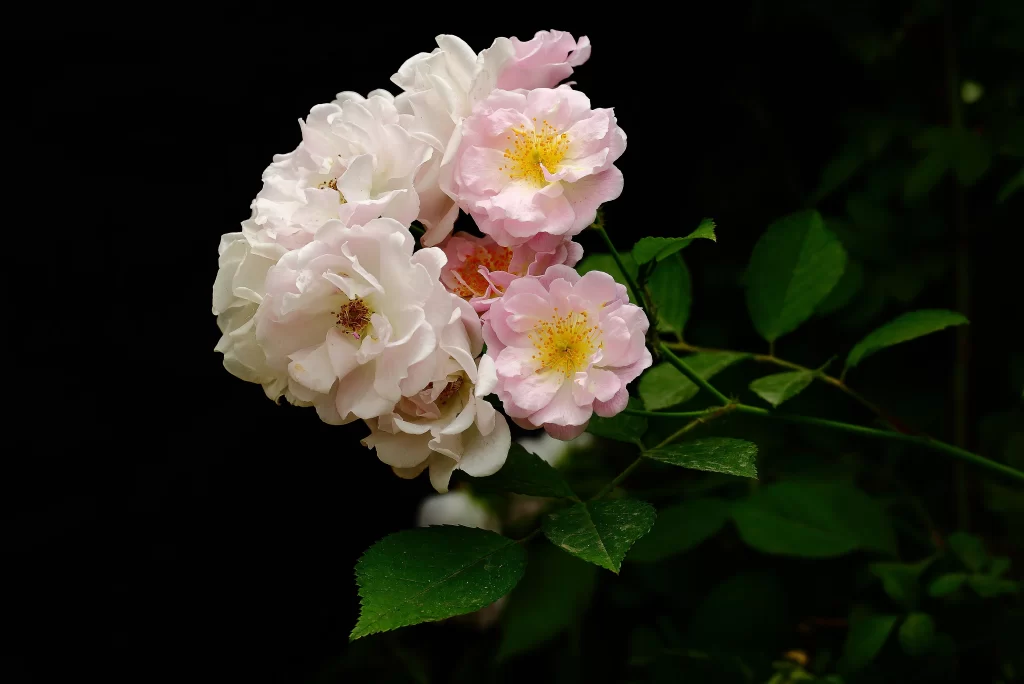 Pink White Rose Petals Yellow Center